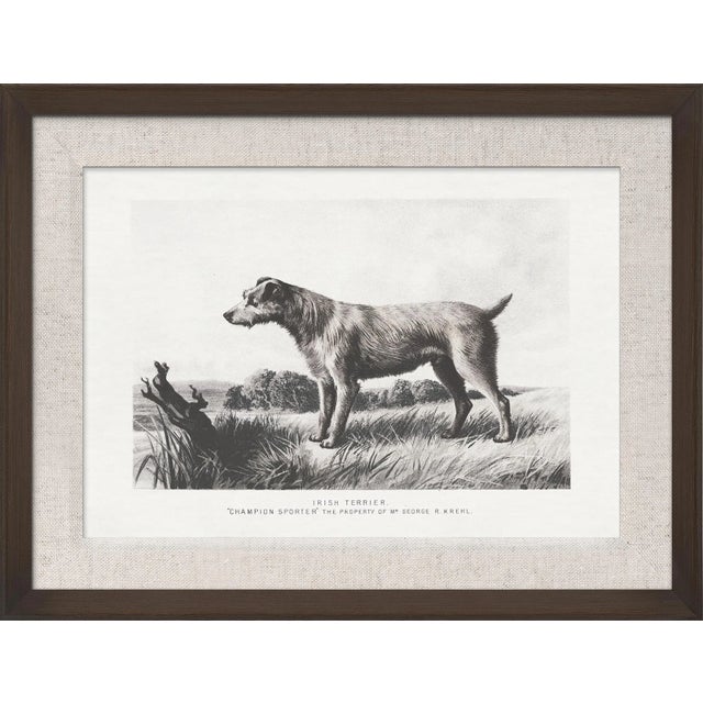 Contemporary Cassell Dogs; Irish Terrier, Framed Artwork For Sale - Image 3 of 3