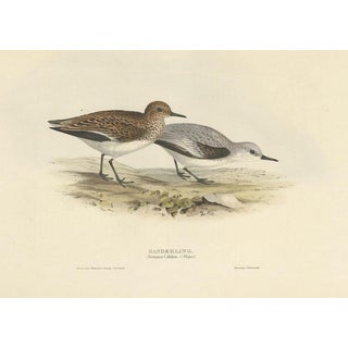 J. Gould, Sanderling, 1832, Paper For Sale