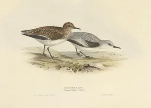 J. Gould, Sanderling, 1832, Paper