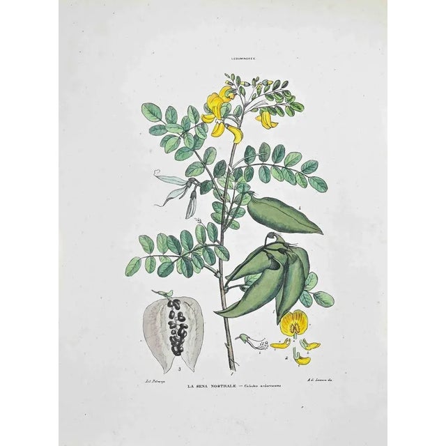 Lithograph hand watercolored. Plate from "Atlante di Botanica popolare ossia Illustrazione di Piante Notevoli di ogni...