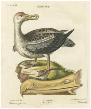 After Edwards, Der Albatros, Hand-Colored Engraving, 1770