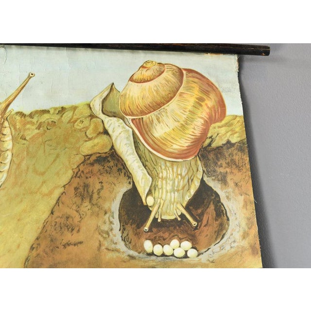 1960s Educational Chart of the Snail by Jung Koch Quentell 1960s For Sale - Image 5 of 6