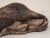 Vintage Cast Stone Otter For Sale - Image 9 of 10