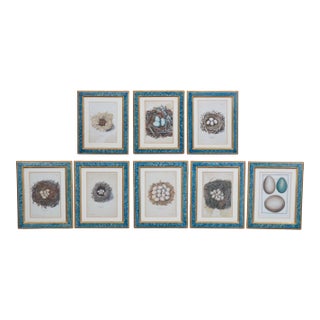 Set of 8 Antique 18th & 19th C Oological Engraving Prints of Eggs & Nests For Sale