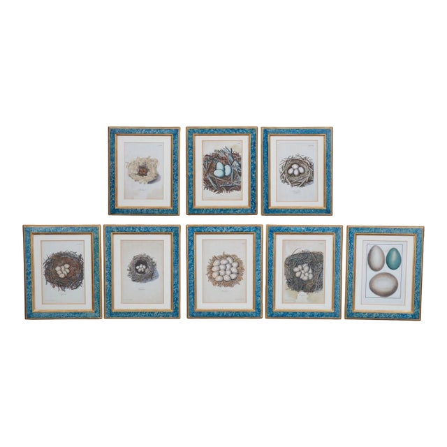Set of 8 Antique 18th & 19th C Oological Engraving Prints of Eggs & Nests For Sale