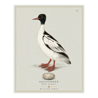 William Lewin 1789 Waterbirds Fine Art Gallery Board Print - The Goosander For Sale