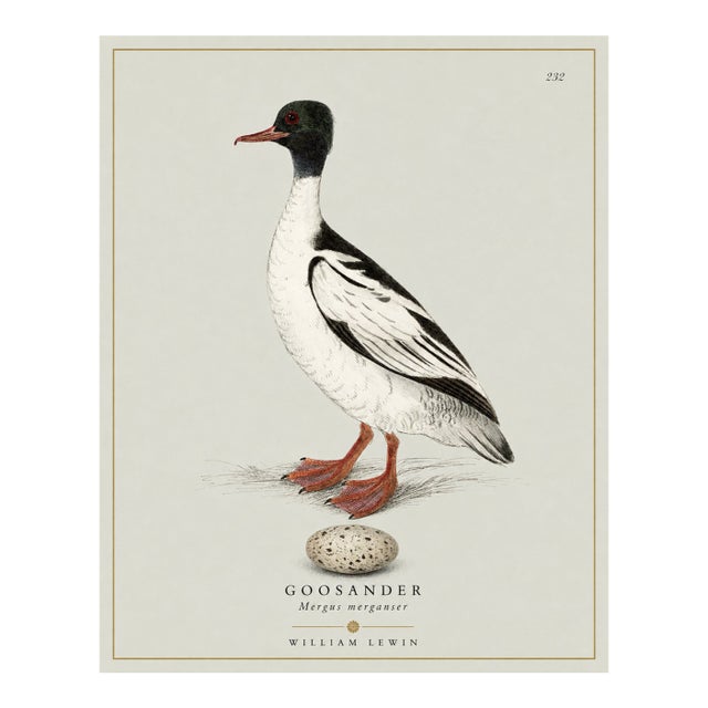 William Lewin 1789 Waterbirds Fine Art Gallery Board Print - The Goosander For Sale