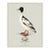 William Lewin 1789 Waterbirds Fine Art Gallery Board Print - The Goosander For Sale