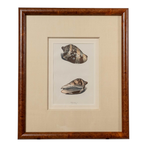 Mid 19th Century "Volvta Scapha" Framed Print Original, Hand Coloured by William Swanson