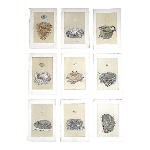 Authentic Antique 19th Century Hand Colored Bird Nest & Egg Lithographs - Set of 9 For Sale
