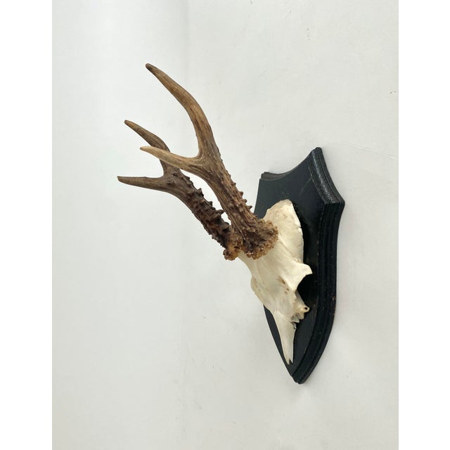 Vintage Black Forest roe deer antlers sourced in Germany mounted on a simple wood plaque. Nice age and patina with history.