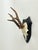 Vintage Black Forest roe deer antlers sourced in Germany mounted on a simple wood plaque. Nice age and patina with history.