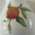 Vanilla Vintage 1990s Royal Worcester Evesham Gold Chloe Vase With Fruit Sprays For Sale - Image 8 of 12