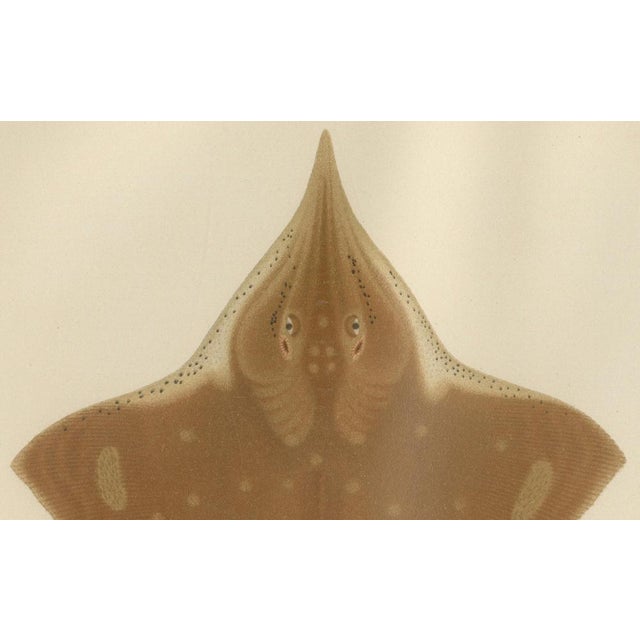 C. Erdmann, Thorny Skate from Pisces Scandinaviae Collection, 1895, Print For Sale - Image 4 of 10