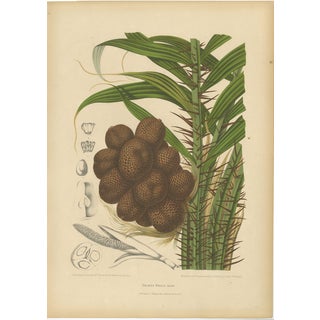 Hoola van Nooten, Salak Palm Botanical, 1880, Chromolithograph For Sale