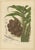 Hoola van Nooten, Salak Palm Botanical, 1880, Chromolithograph For Sale
