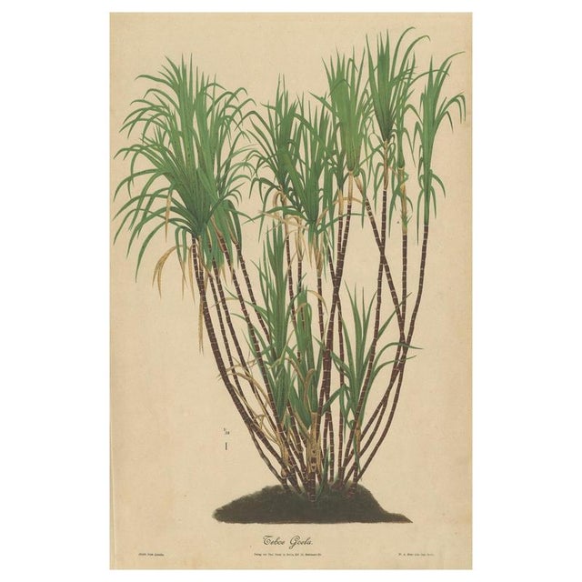 Teboe Goela Java, 1892, Paper For Sale - Image 11 of 11