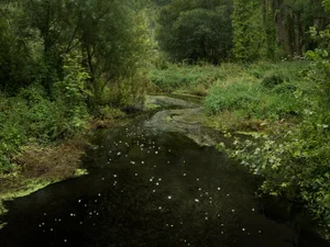Ellie Davies, Chalk Streams 10, 2023, Photograph
