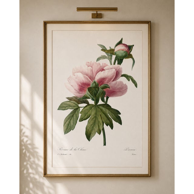 Peony by Pierre-Joseph Redouté, Vintage Botanical Art Print, 32" X 48" For Sale In Buffalo - Image 6 of 11
