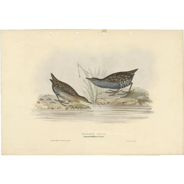 Early 19th Century After Gould, Baillons Crake, 1832, Print For Sale - Image 5 of 5