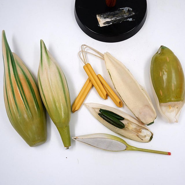 Osterloh Botanic Model of Wheat Flower, Germany, 1940s For Sale - Image 11 of 16