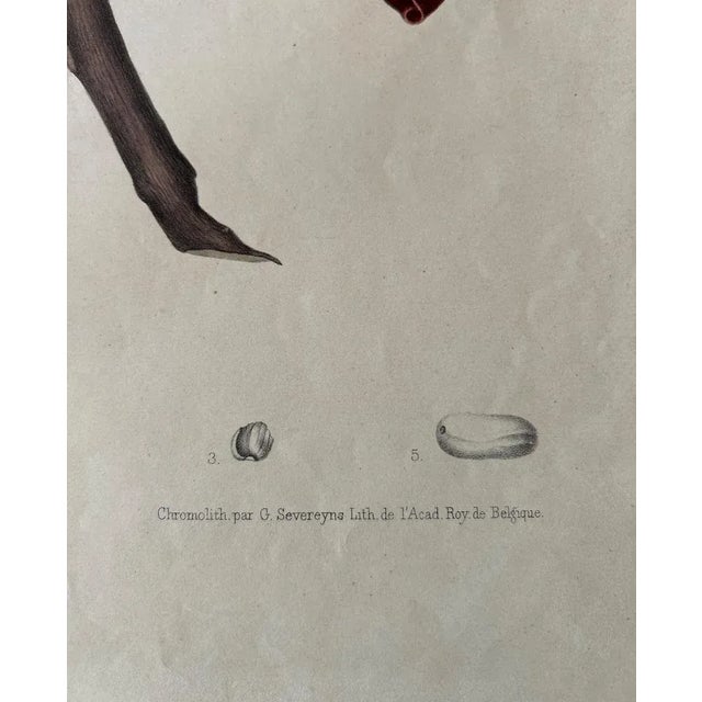 Black Hoola Van Nooten, Sizygium Jambolanum Java Plum, 1863, Lithograph For Sale - Image 8 of 10