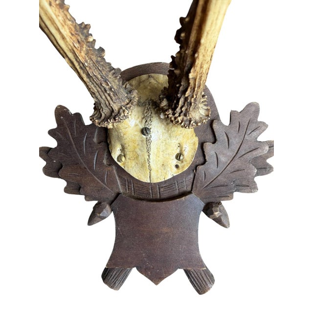 Cabin Roe Deer Trophy 153 Black Forset Antlers Mount For Sale - Image 3 of 5