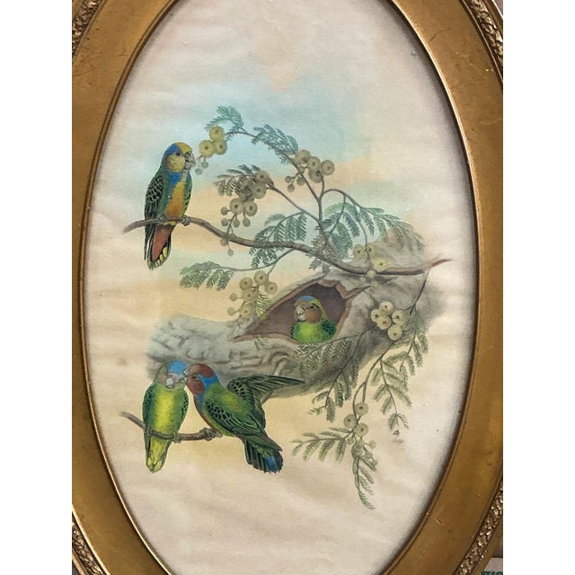 Victorian Style Framed Giltwood Watercolor on Paper Tropical Parrots / Birds For Sale - Image 9 of 10