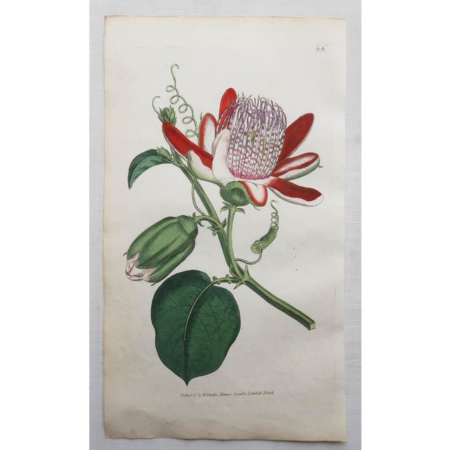 After Sowerby, Botanical Plates, 1793, Engravings, Set of 12 For Sale - Image 4 of 14
