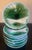 Majolica Asparagus & Cabbage Plate by Criel Et Montereau, C. 1880's For Sale - Image 4 of 9