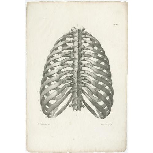 Paper Jules Cloquet, French Anatomical Lithographs, 1821, Lithograph, Set of 4 For Sale - Image 7 of 9