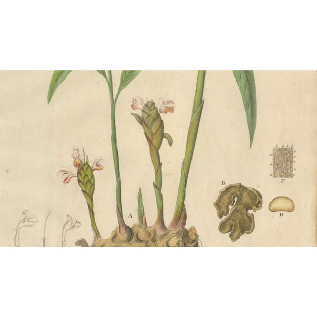 Zingiber Officinale, 1800s, Paper For Sale - Image 4 of 9