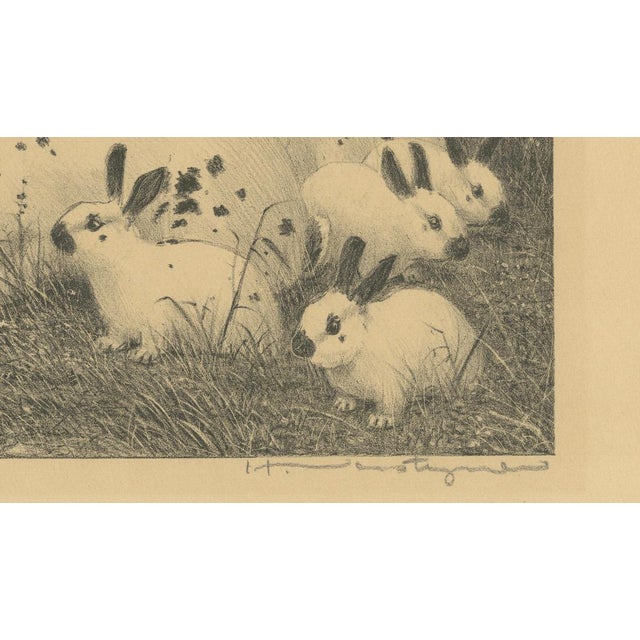1920s Henri Verstijnen, English Spot Rabbits Wildlife, 1925, Lithograph For Sale - Image 5 of 9