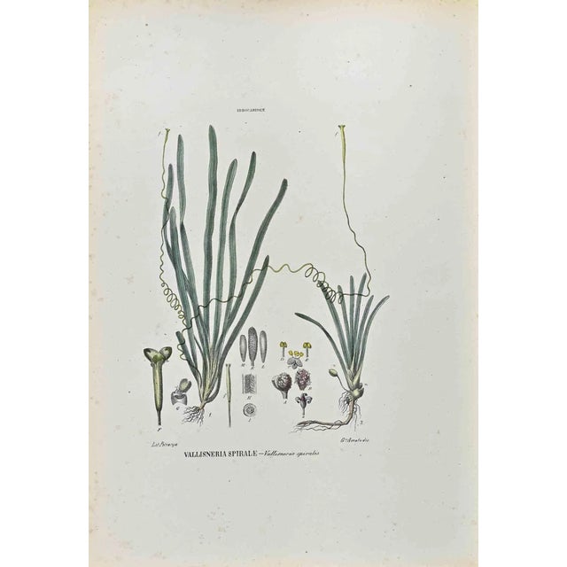 Vincenzo Tenore, The Hydrocharidee, Lithograph, 1870s For Sale