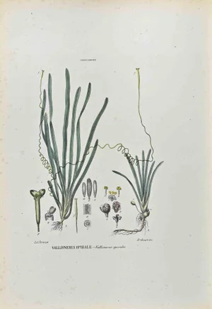 Vincenzo Tenore, The Hydrocharidee, Lithograph, 1870s