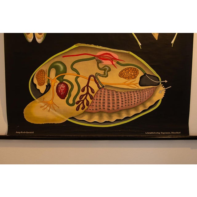1970s Mollusc School Poster by Jung, Koch, & Quentell for Hagemann, 1970s For Sale - Image 5 of 9