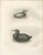 After Lilian Medland, Young Cormorants, 1909, Print For Sale - Image 3 of 12