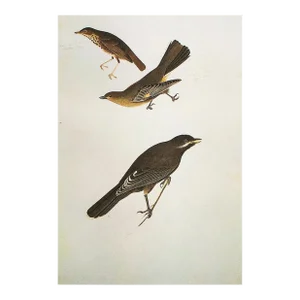 1966 Vintage Cottage Print "Dwarf Thrush, Townsend's Ptilogonys & Canada Jay" After John James Audubon