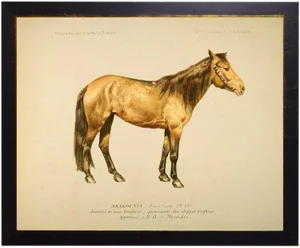 Whitney the Horse Bookplate 18x14