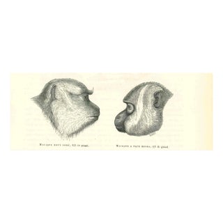 Paul Gervais, The Monkey's Look, 1854, Lithograph For Sale