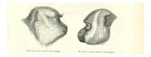Paul Gervais, The Monkey's Look, 1854, Lithograph