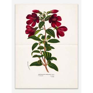 Antique Louis Van Houtte Botanical Lithograph, C. 1850 – Hand-Colored Double-Page Folio Plate For Sale