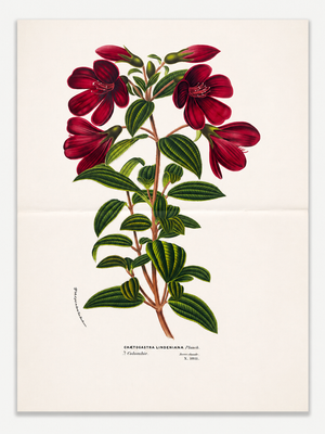 Antique Louis Van Houtte Botanical Lithograph, C. 1850 – Hand-Colored Double-Page Folio Plate