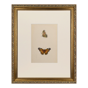 19th Century Antique Morris Butterfly Print Hand Colored Lithograph 1853