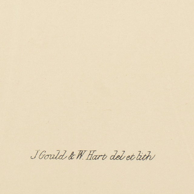 Hylonympha Macrocerca (Scissor-Tailed Hummingbird) by John Gould, 1946 For Sale - Image 4 of 10