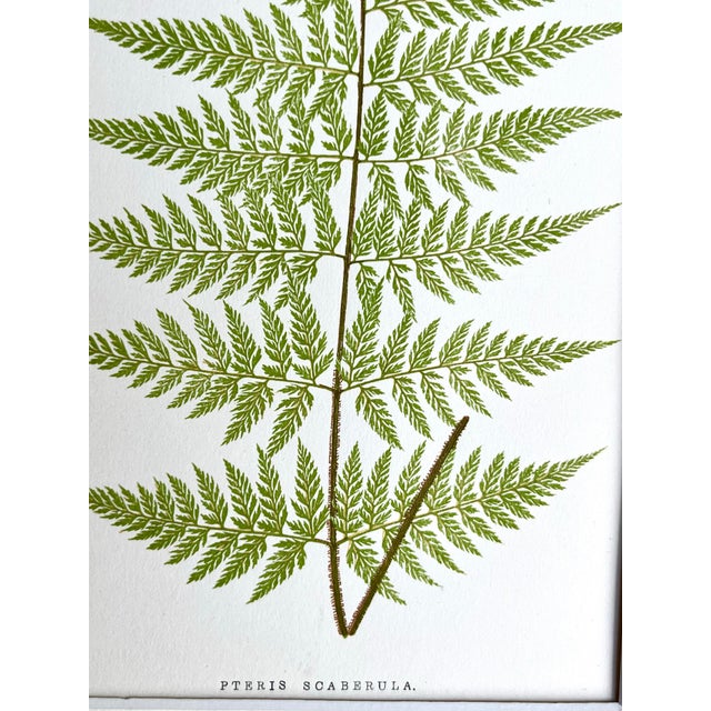 Mid 19th Century Antique Botanical Lithograph of a Fern Print by Edward J. Lowe London c.1867 For Sale - Image 5 of 5