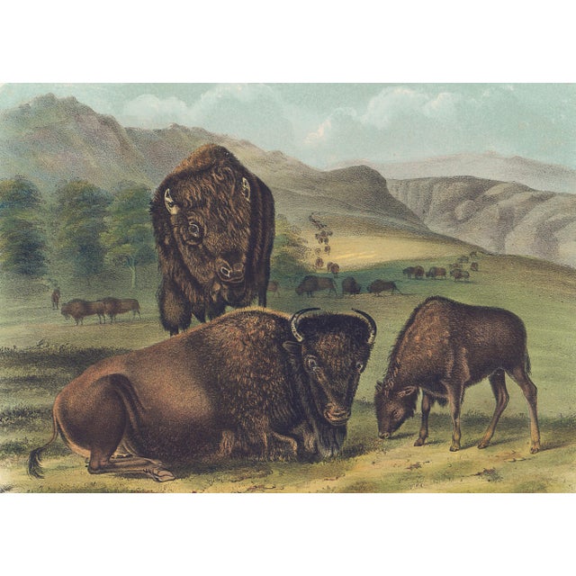 Original first edition Audubon stone lithograph from "The Viviparous Quadrupeds of North America", octavo edition, printed...