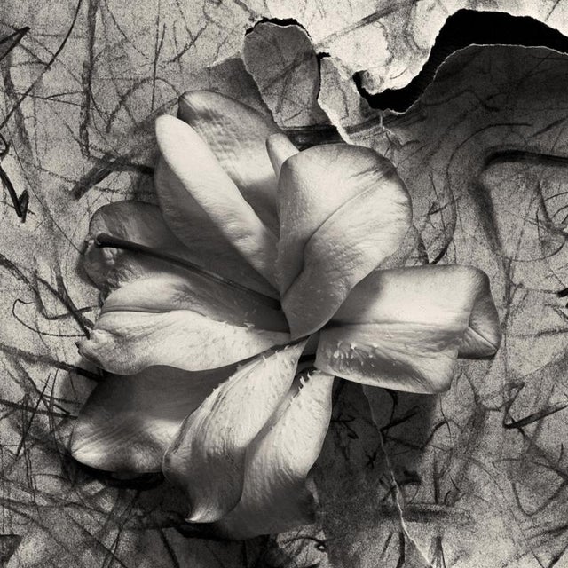 Lily in Charcoal no.2' 2023 from raw energy to sublime. 'Lily in Charcoal No.2' is an expression piece combining an...