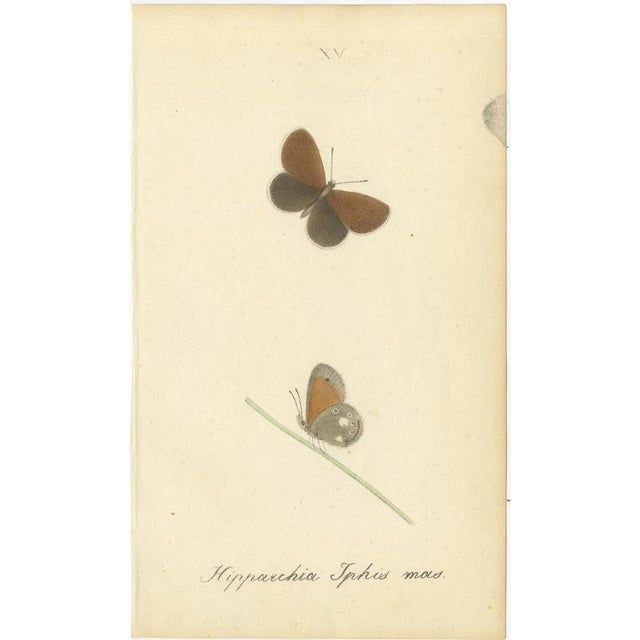 Black William Home Lizars after Sir William Jardine, Small-Format Butterfly with Botanical Studies, 1835, Paper Engravings, Set of 6 For Sale - Image 8 of 9
