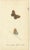 Black William Home Lizars after Sir William Jardine, Small-Format Butterfly with Botanical Studies, 1835, Paper Engravings, Set of 6 For Sale - Image 8 of 9